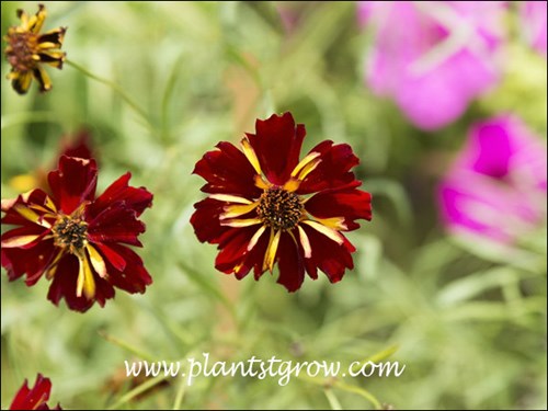 The yellow pin stripes give this plant the name Roulette.
